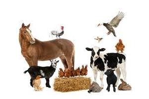 Dairy & Poultry Premix/Nutritional Products