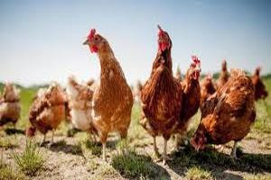 Poultry Premix/Nutritional Products